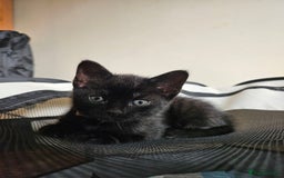 Bombay cats for sale: Rare Black Tabby Kittens with Golden Eyes - Image 1