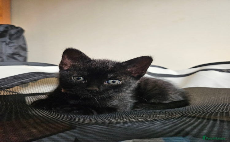 Bombay cats - Advert 4