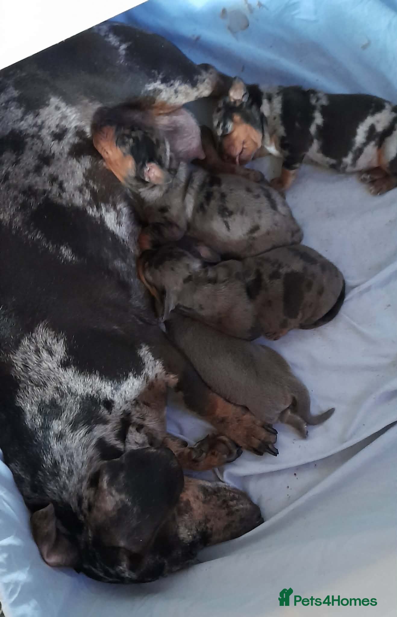 Dachshund dogs Beautiful dapple dachshunds  - Advert 1