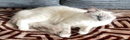 Ragdoll cats for sale: 3 GORGEOUS RAGDOLL BOY KITTENS READY NOW - Advert 12