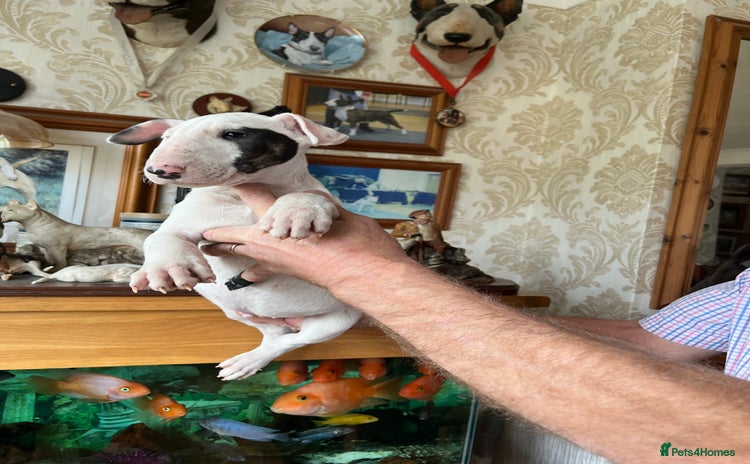 English Bull Terrier dogs - Advert 1