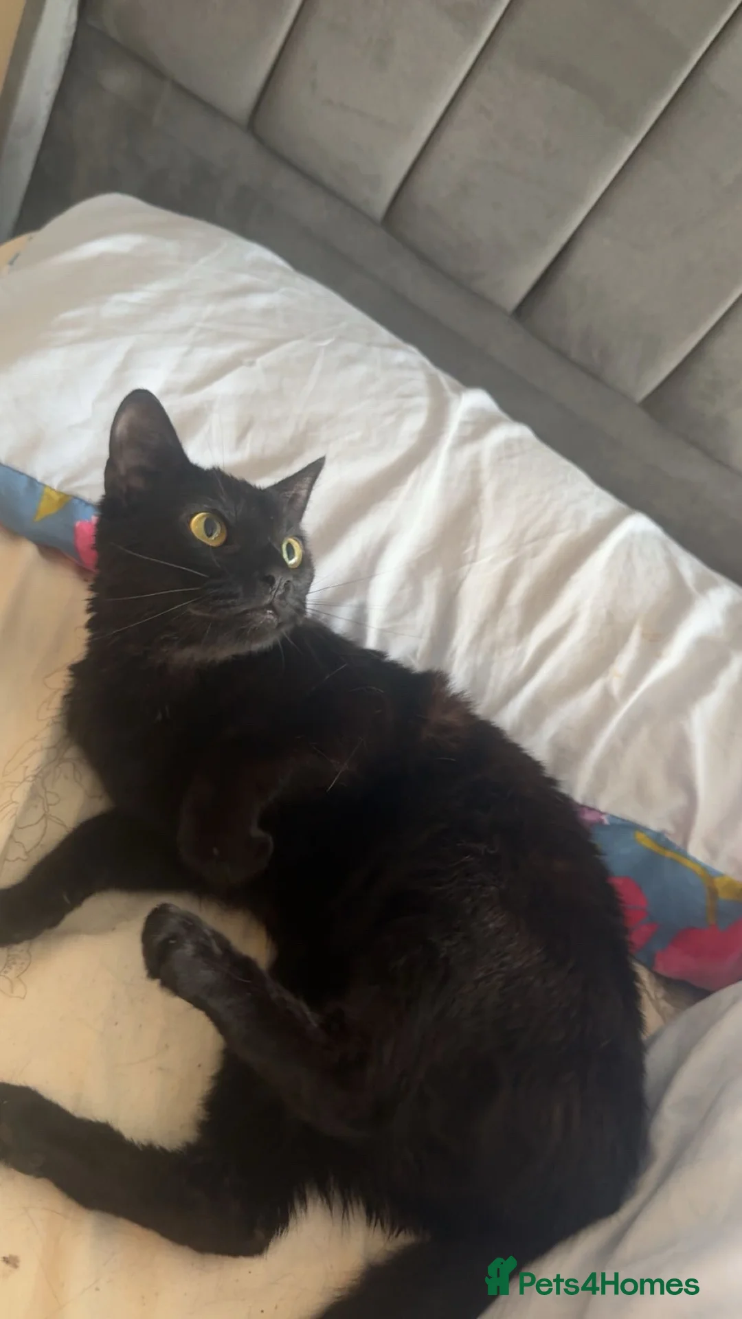 British Shorthair cats for sale: 2 cats for sale  in London - Advert 7