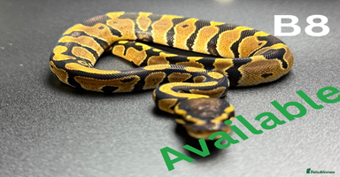 Python Snake reptiles **Only 2/3 Left ** Ball Python Hatchlings - Advert 6