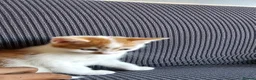 Mixed Breed cats for sale: Kittens available  in Bradford - Advert 20