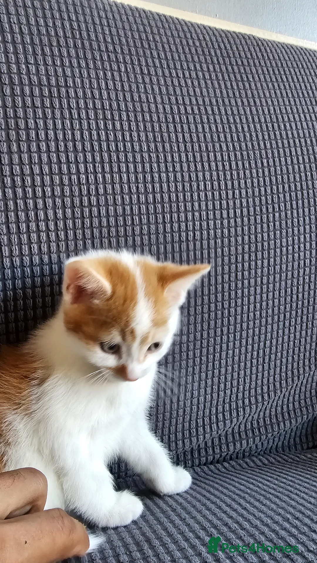Mixed Breed cats for sale: Kittens available  in Bradford - Advert 20