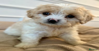 Cavapoo dogs - Advert 8