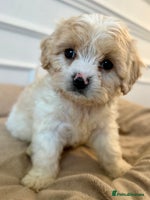 Cavapoo dogs - Advert 23