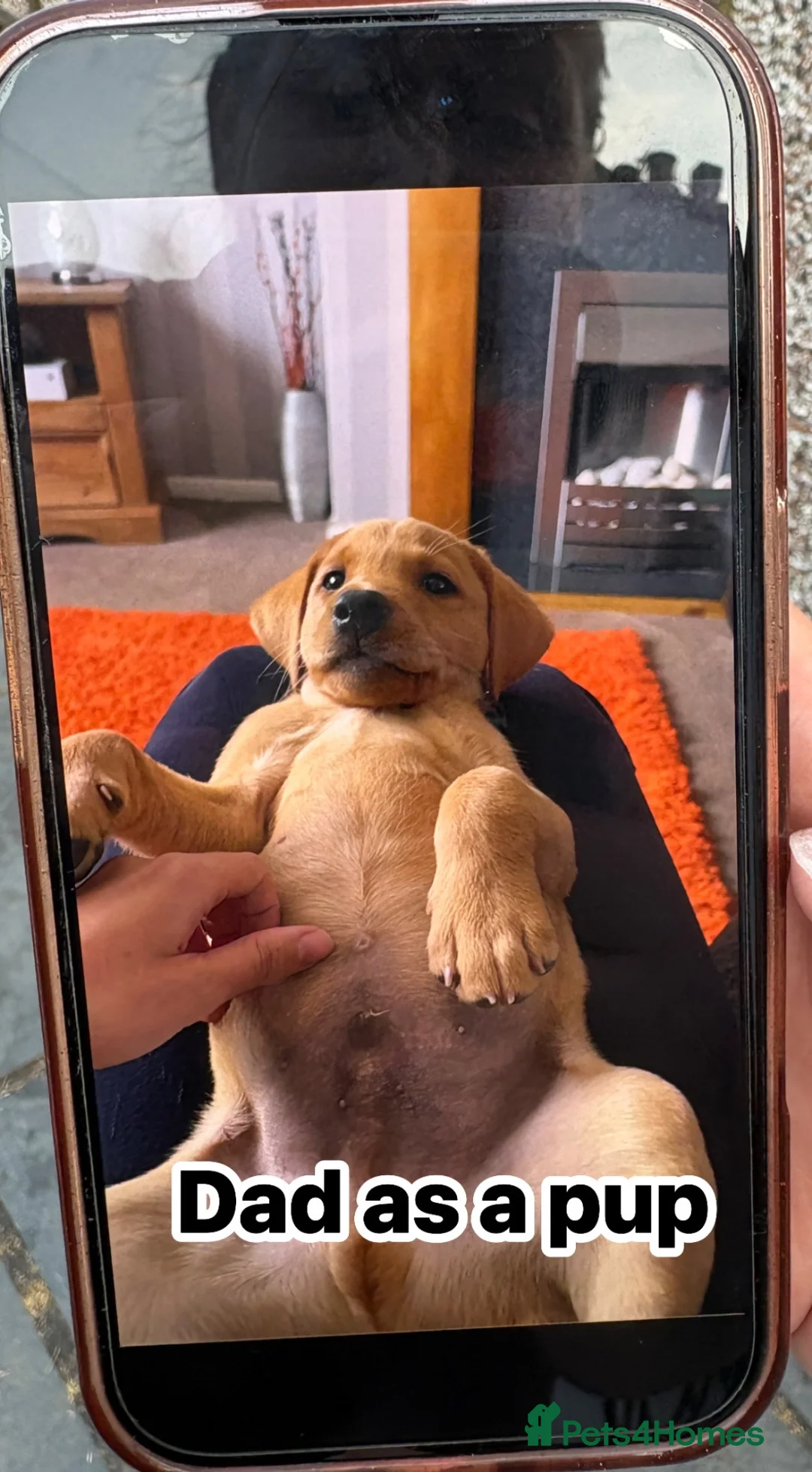 Labrador Retriever dogs for sale: Fox red Labrador puppies  - Advert 2