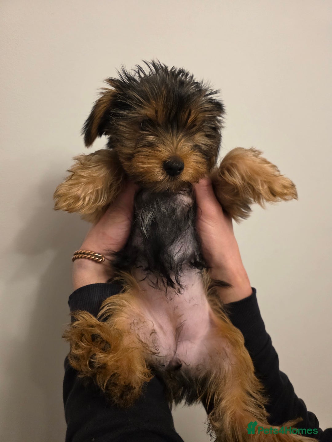 Yorkshire Terrier dogs for sale: MR Darek  - Advert 2