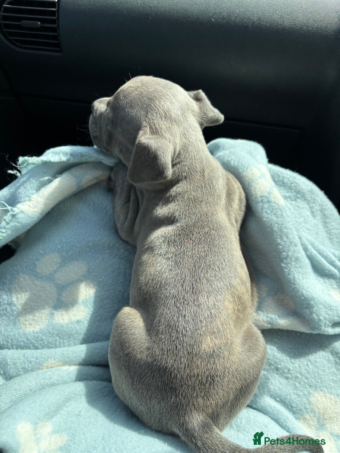 Mixed Breed dogs for sale: Classic American Bully  - Image 5