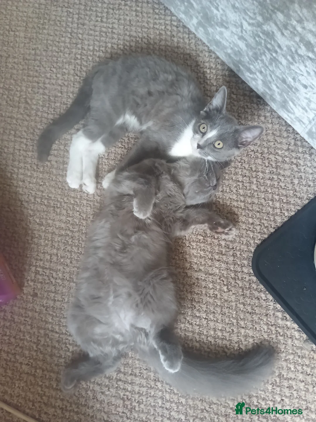 Persian cats for sale: Fluffy Persian Gray kittens looking for their home - Advert 2