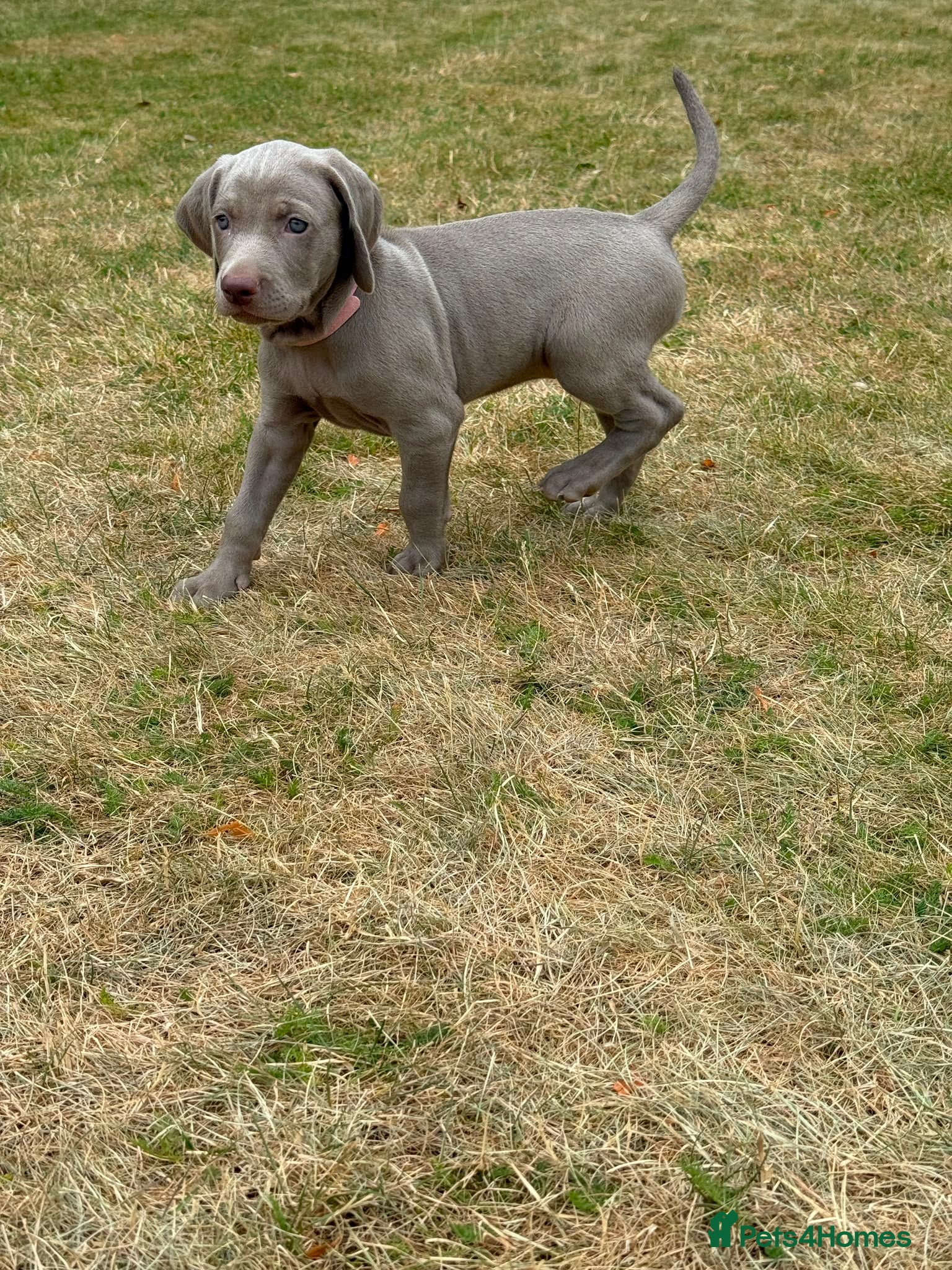 Weimaraner dogs Puppies  - Advert 12