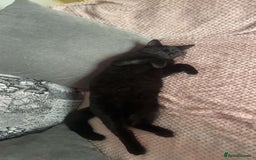 British Shorthair cats for sale: Male black cat - Image 2