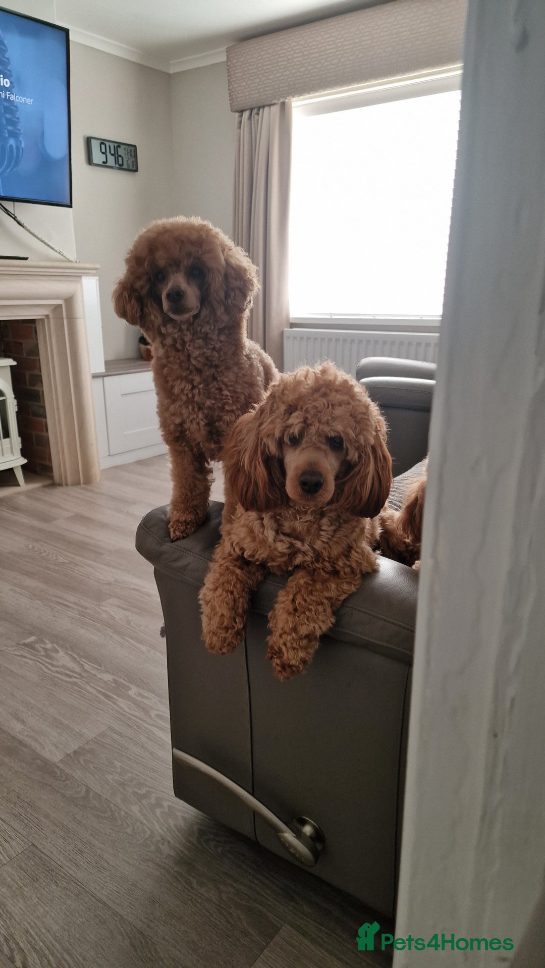 Maltipoo dogs for sale: F1B MALTIPOO PUPPIES  - Advert 5