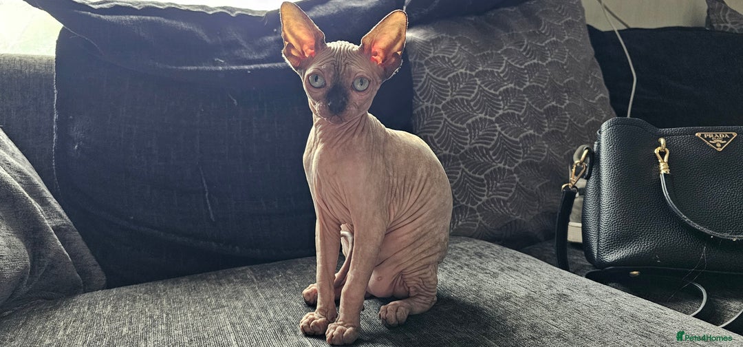Sphynx cats for sale: Gccf sphynx kittens parents health tested  - Image 7