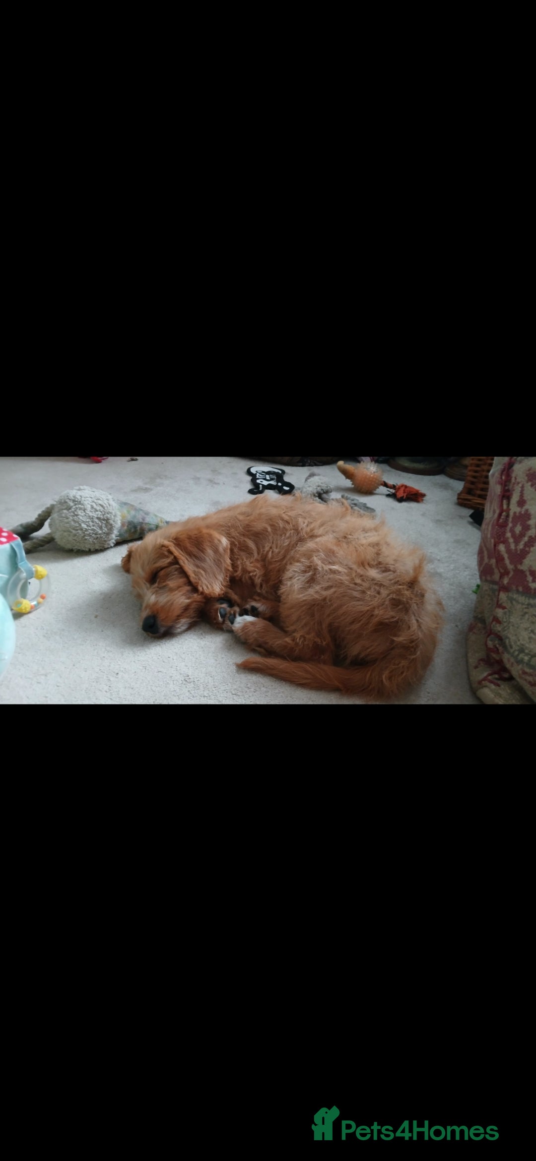 Australian Labradoodle dogs for sale: Male mini austrailian labradoodle red  - Image 4