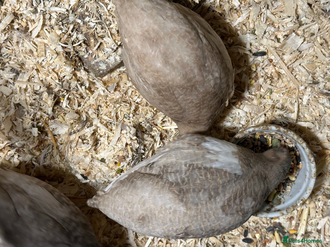 Quail poultry for sale: Young Male and Female Coturnix Quail  - Advert 3