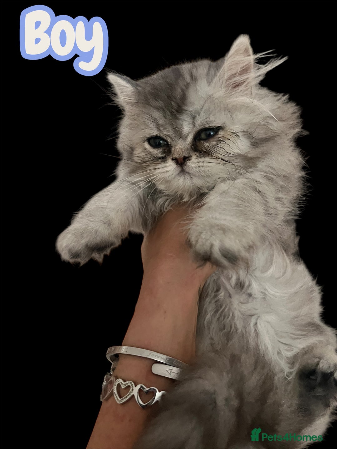 Persian cats for sale: Ready now 3 beautiful Persians  - Image 8