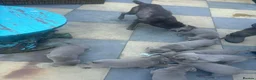 Labrador Retriever dogs for sale: Silver labradors  - Advert 7