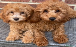 Maltipoo dogs for sale: Extensively DNA tested clear maltipoos - Image 2