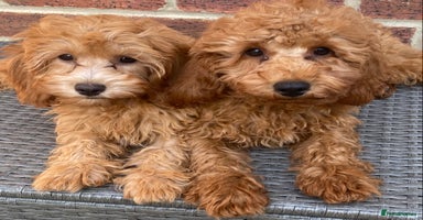 Maltipoo dogs - Advert 3
