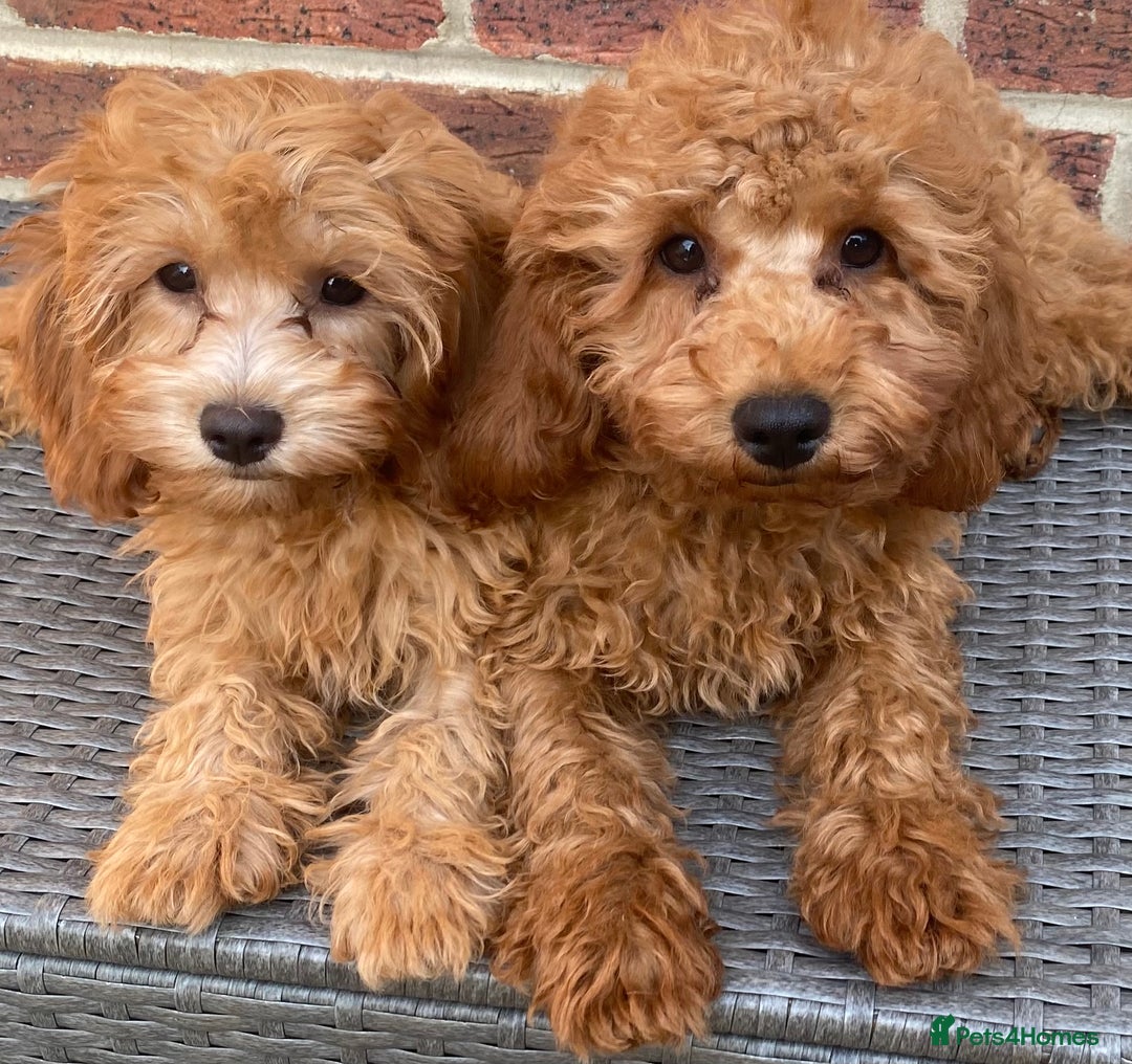 Maltipoo dogs for sale: Extensively DNA tested clear maltipoos - Image 2