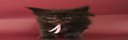 Maine Coon cats for sale: 🔥Gorgeous Maine Coons Available🔥 - Advert 20