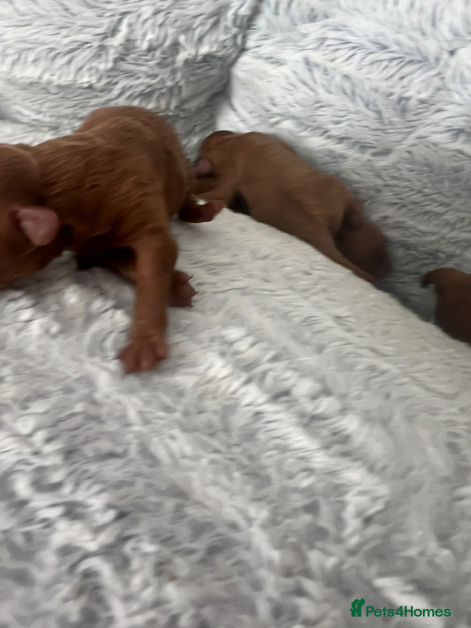 Toy Poodle dogs  KC REGISTERED Beautiful Red Toy poodle puppies  - Advert 6