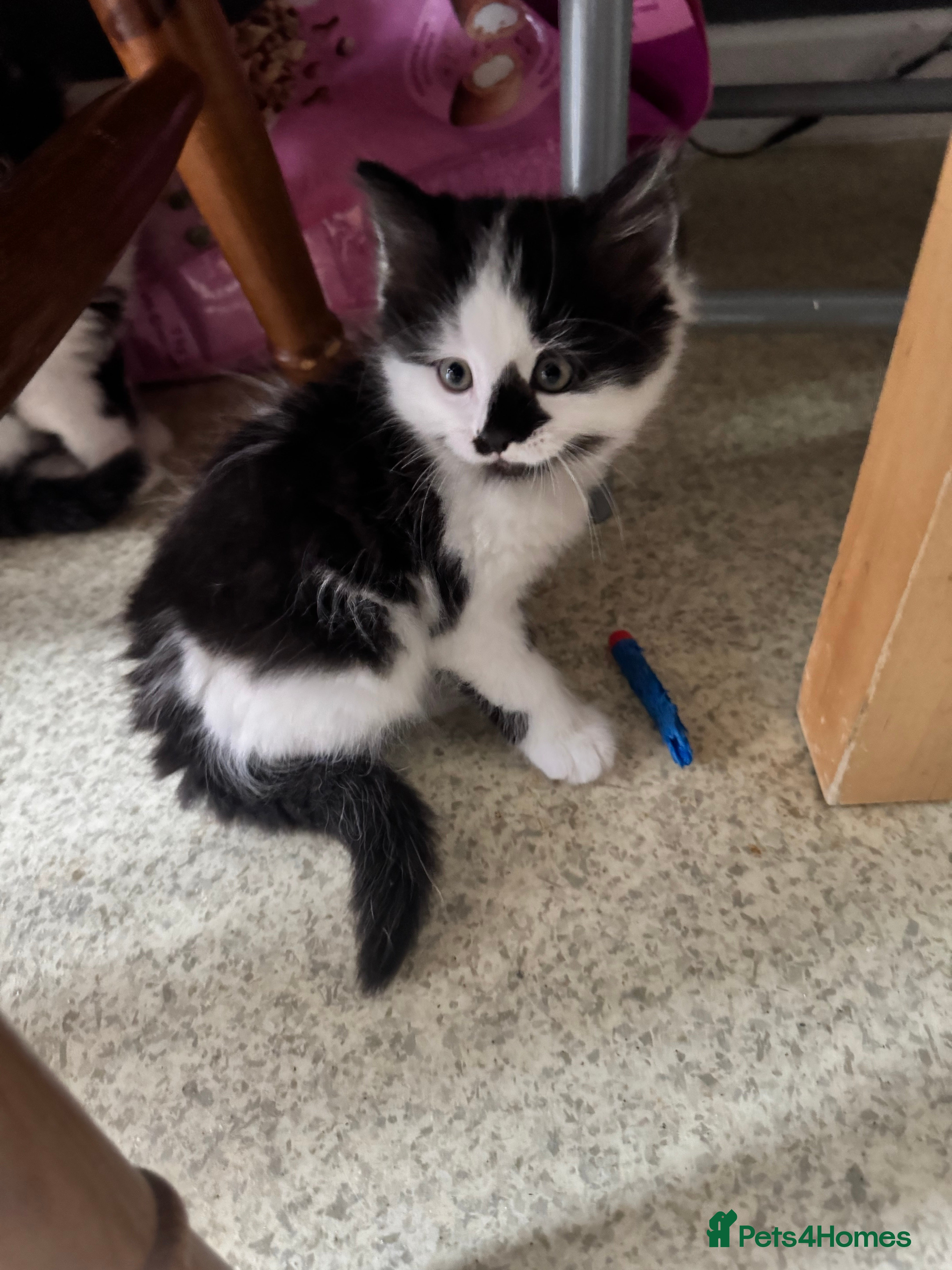 Mixed Breed cats for sale: Kittens for sale - Advert 5