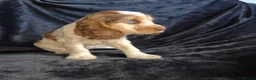 Cocker Spaniel dogs for sale: Kc reg show cocker spaniel - Advert 6