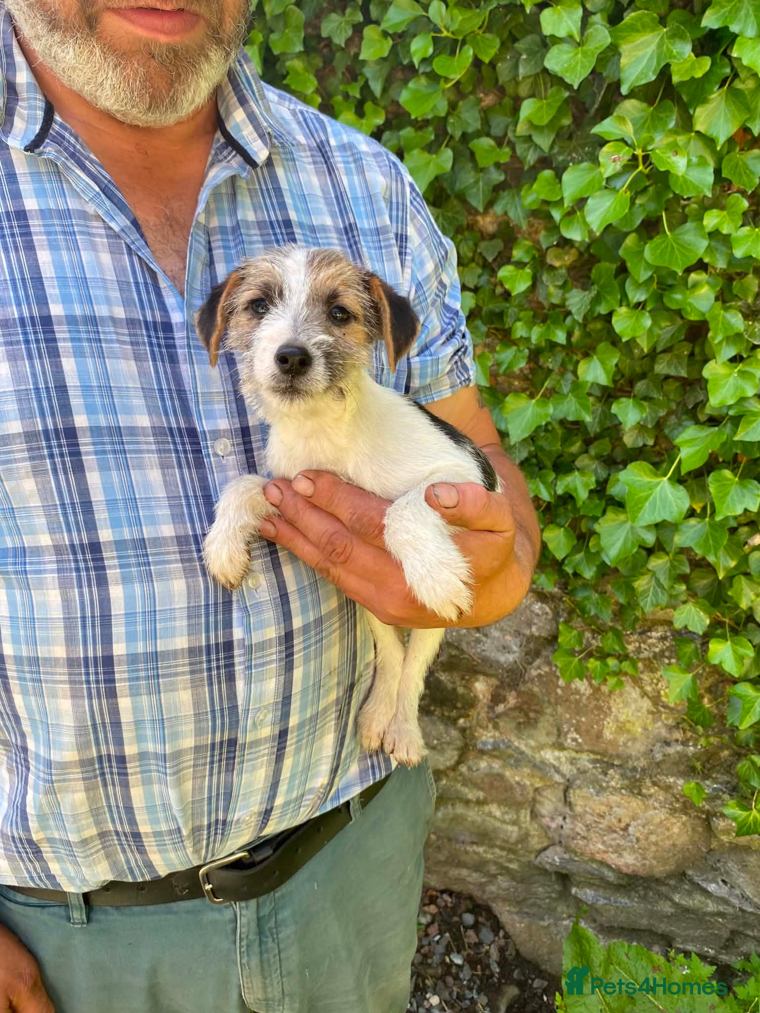 Jack Russell dogs 3 Little Jack Russell Puppies for sale  - Advert 2
