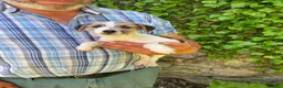 Jack Russell dogs for sale: 3 Little Jack Russell Puppies for sale  in Lifton - Advert 1