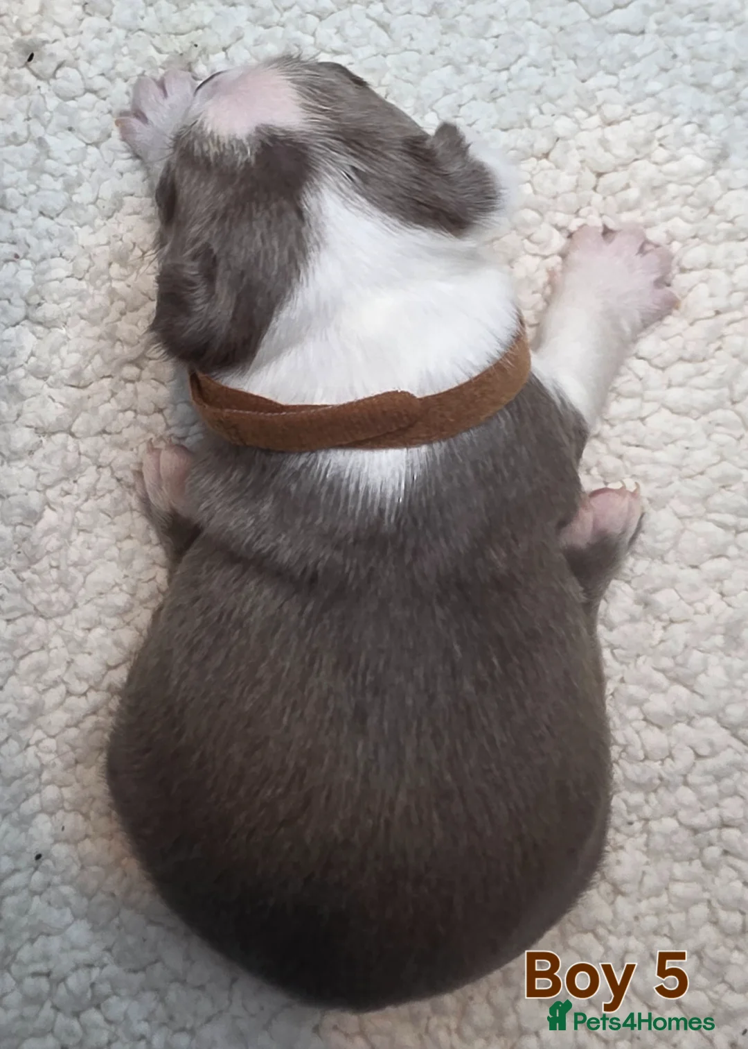 Boston Terrier dogs for sale: Blossy's Beautiful Bostons  in Doncaster - Advert 20