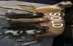 Whippet dogs for sale: Superb Whippet Puppies  - Image 2