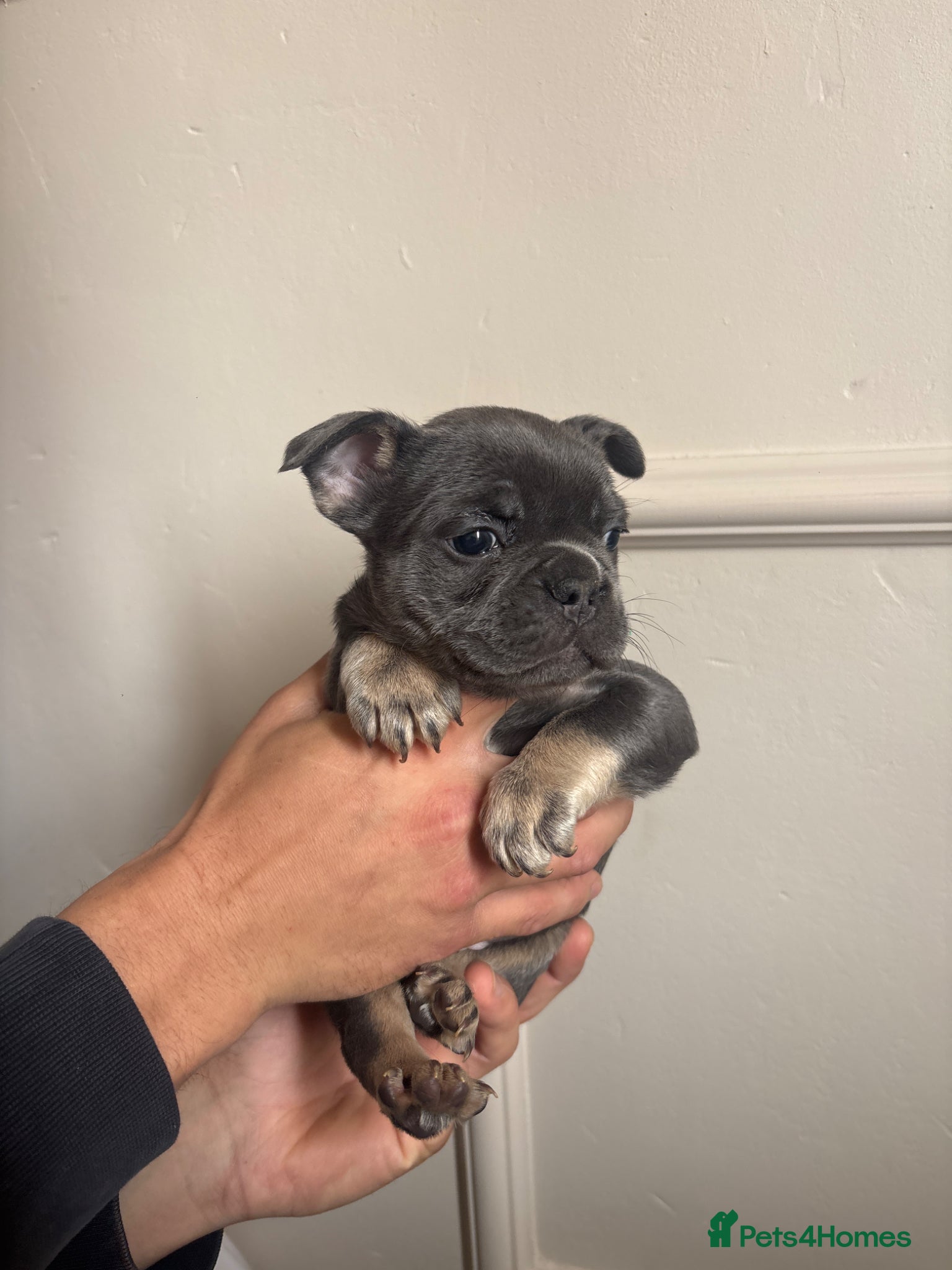 French Bulldog dogs Adorable French bulldog puppies - Advert 2