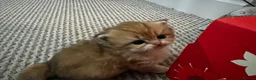 British Shorthair cats for sale: Beautiful BSH BLH NY12 kittens - Advert 4