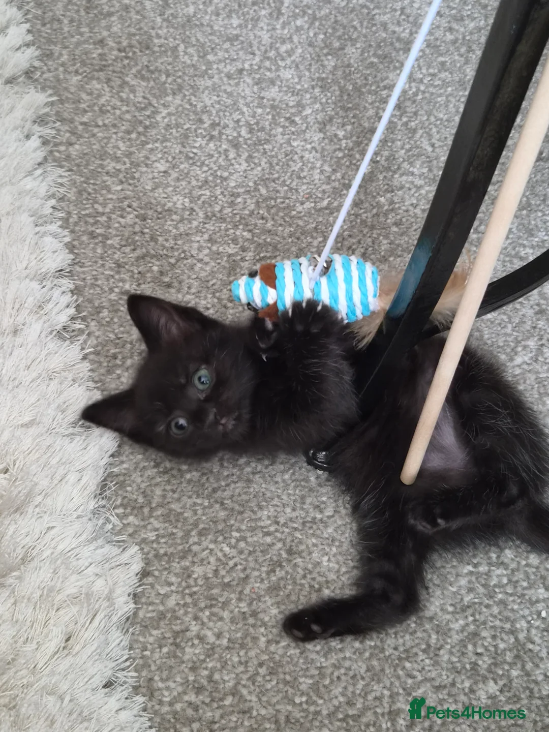 Ragdoll cats for sale: Loving Mixed Ragdoll, £50 only - Advert 2