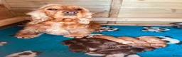 Cocker Spaniel dogs for sale: Top Quality Show cocker pups - Advert 24