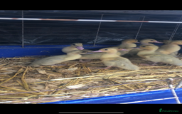 Ducks poultry for sale: Muscovy ducklings  - Image 1