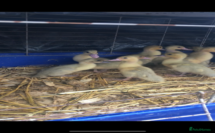 Ducks poultry - Advert 3