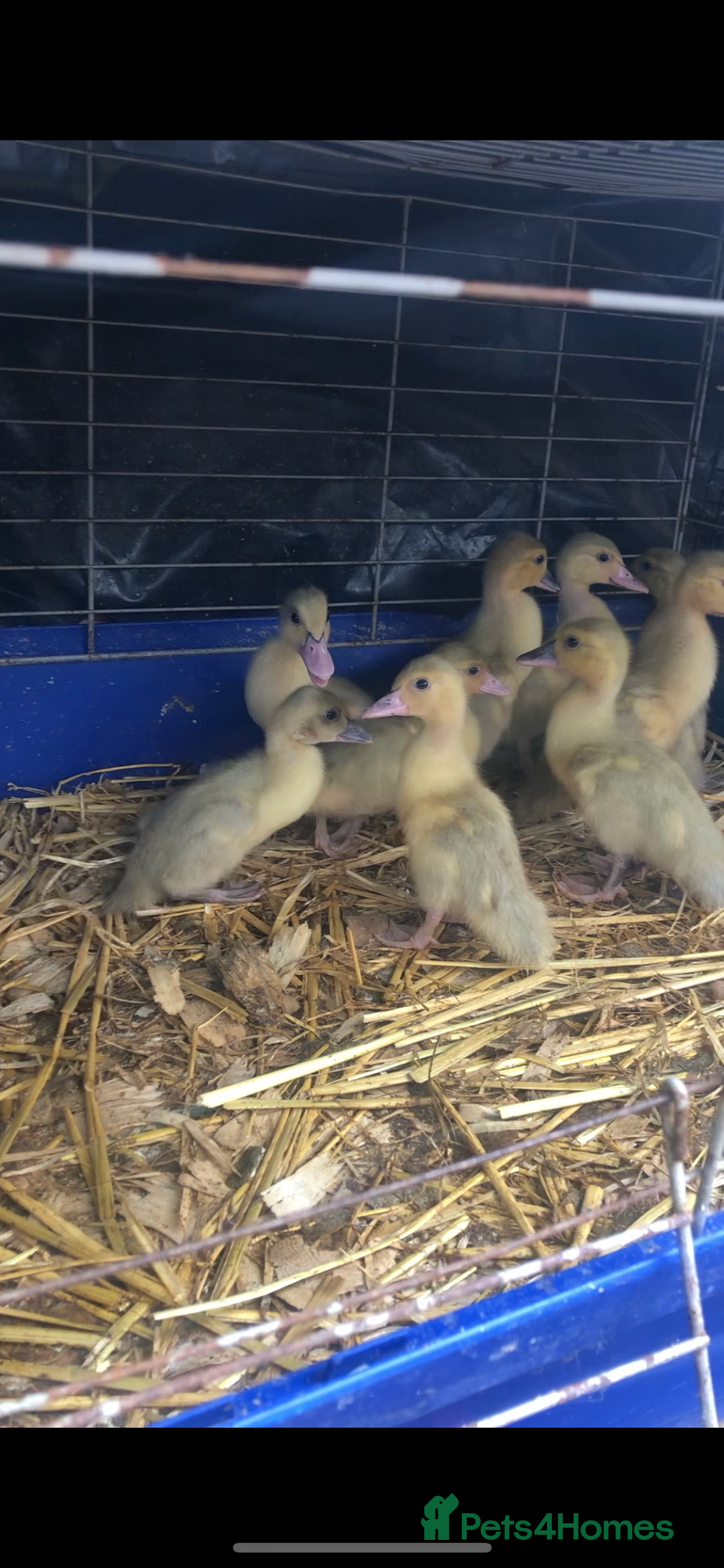 Ducks poultry for sale: Muscovy ducklings  - Image 1