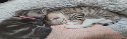 Mixed Breed cats for sale: Siberian X kittens  in Manchester - Advert 6