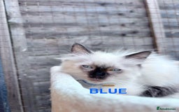Ragdoll cats for sale: 🥰 Beautiful Radoll Kittens 😍 2 kitten left - Image 5