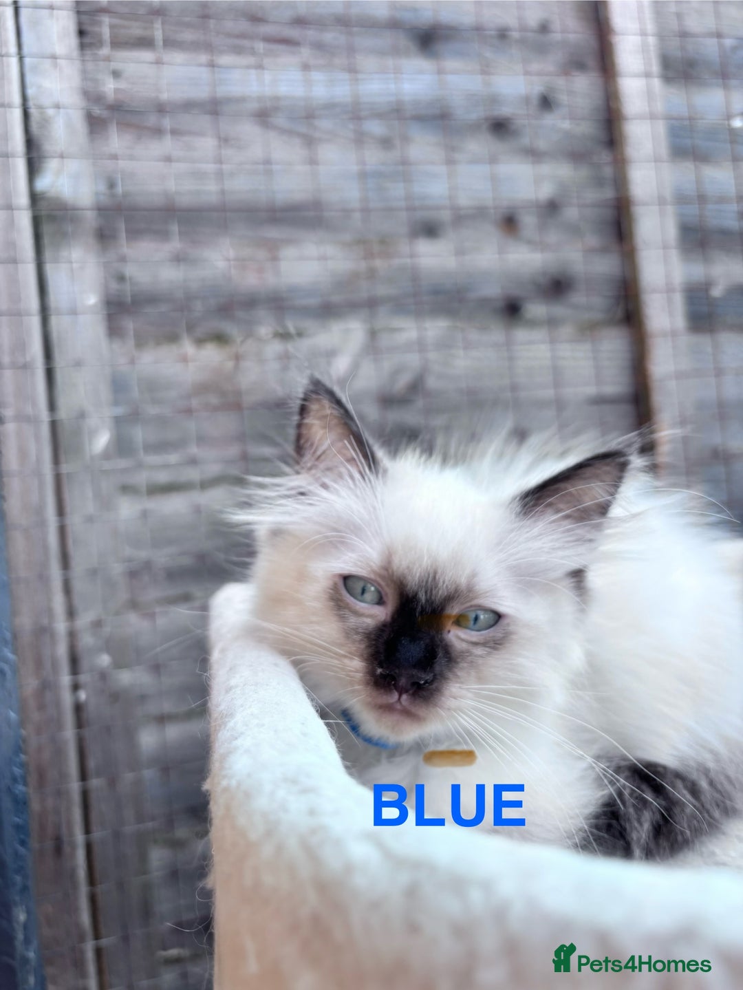 Ragdoll cats for sale: 🥰 Beautiful Radoll Kittens 😍 2 kitten left - Image 5