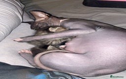 Sphynx cats for sale: Sphynx maincoon mix - Image 9