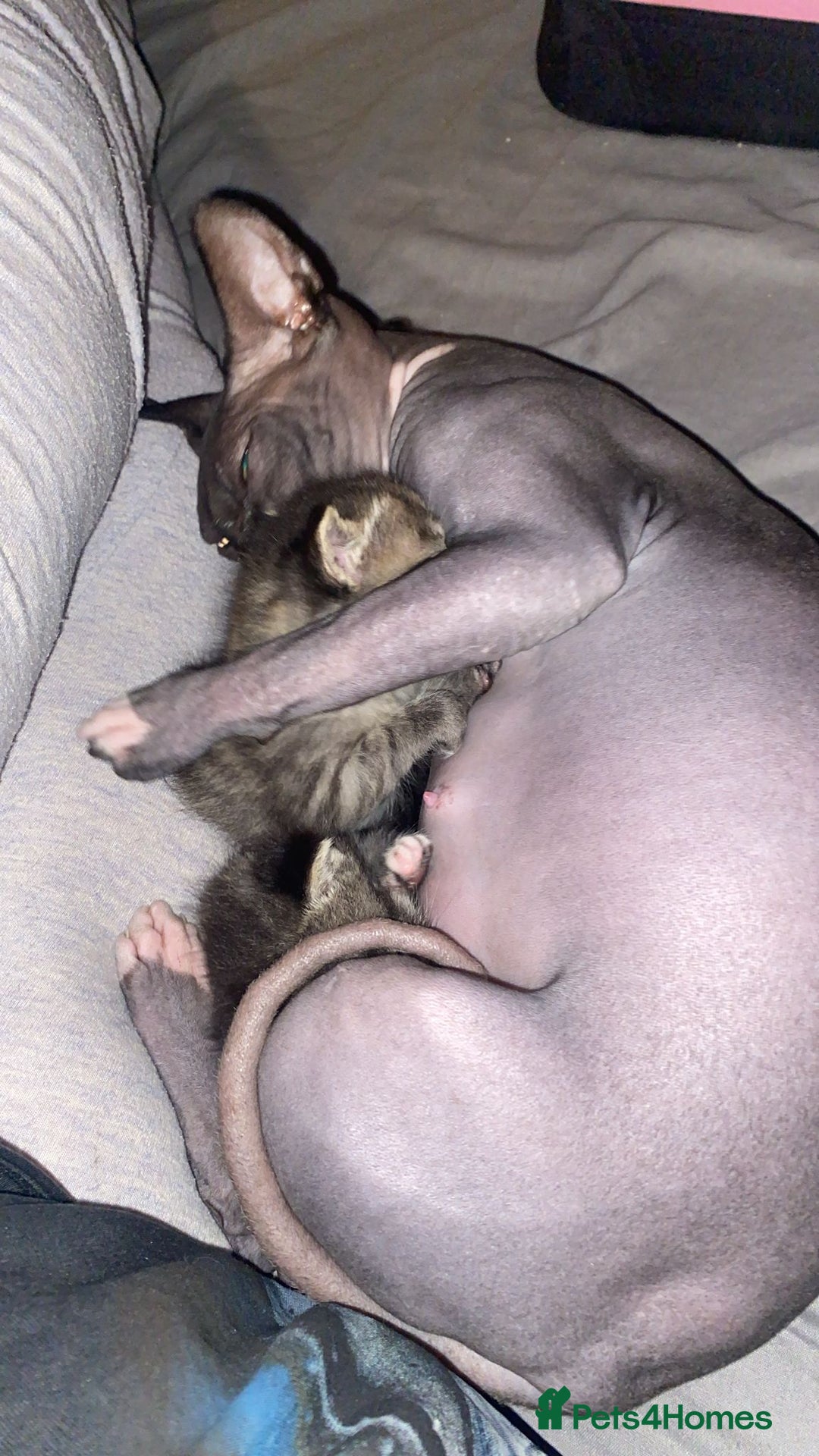 Sphynx cats for sale: Sphynx maincoon mix - Image 9