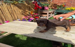 Dobermann dogs for sale: Doberman brown & tan - Image 3