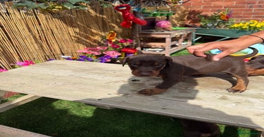 Dobermann dogs - Advert 3