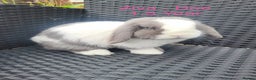 Mini Lop rabbits for sale: Baby & Adult Mini Lops Read Description  - Advert 6