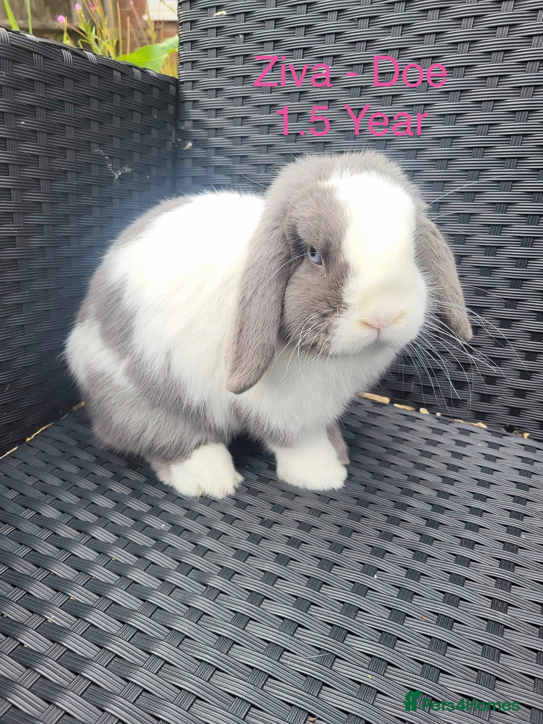 Mini Lop rabbits for sale: Baby & Adult Mini Lops Read Description  - Advert 6